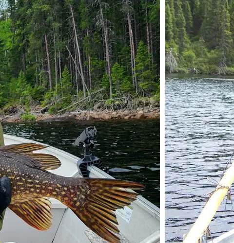 Pêcheur fier de sa prise chez Air Mont-Laurier, Mauricie, Québec