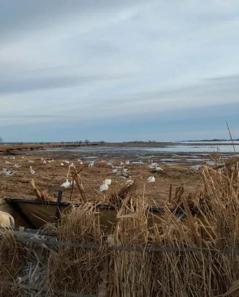 Chasse Oie des neiges chez Auberge-Pourvoirie Isle-aux-Grues, Chaudière-Appalaches, Québec — photo 2