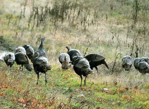 Chasse Dindon sauvage chez Aventure Évasion Estrie, Cantons-de-l'Est, Québec
