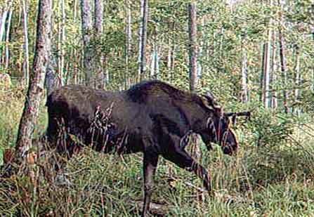 Chasse Orignal chez Aventure Évasion Estrie, Cantons-de-l'Est, Québec