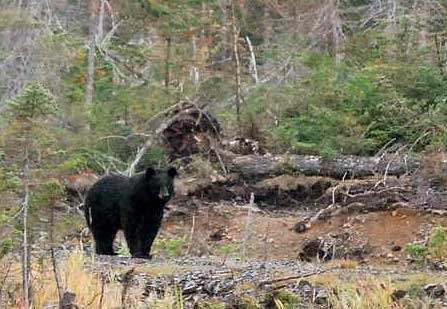 Chasse Ours noir chez Aventure Évasion Estrie, Cantons-de-l'Est, Québec