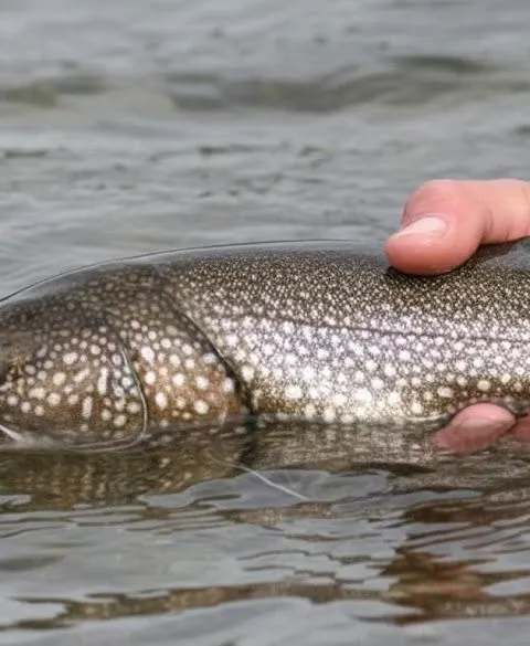 Pêche Truite grise chez Aventures Kiamika, Laurentides, Québec