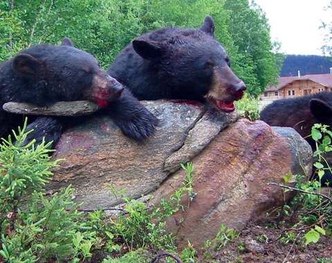 Plan d'eau et environnement de chasse et pêche chez Balbuzard Sauvage, Abitibi-Témiscamingue, Québec