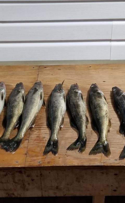 Fishing at Camp des 3 Saisons, Abitibi-Témiscamingue, Quebec