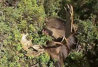Hunting Moose at Camp Grassy Narrows, Abitibi-Témiscamingue, Quebec