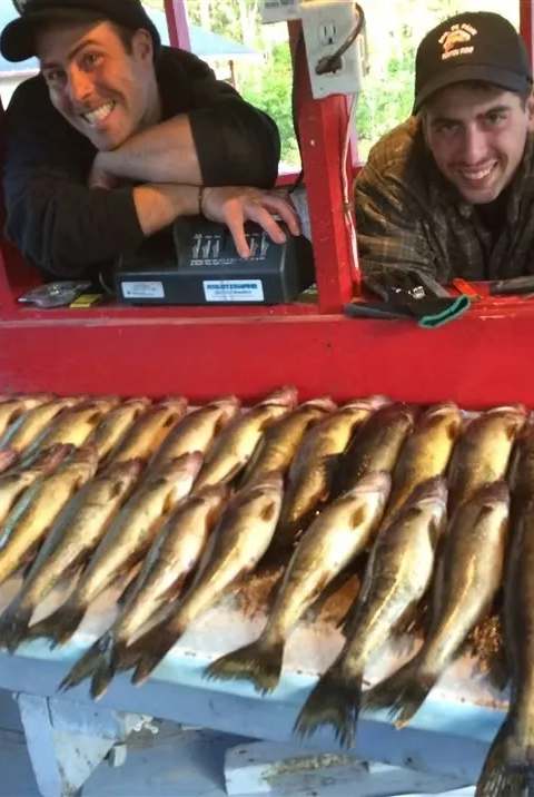 Fishing Walleye at Chalets Gouin Chasse et Pêche, Mauricie, Quebec — photo 4