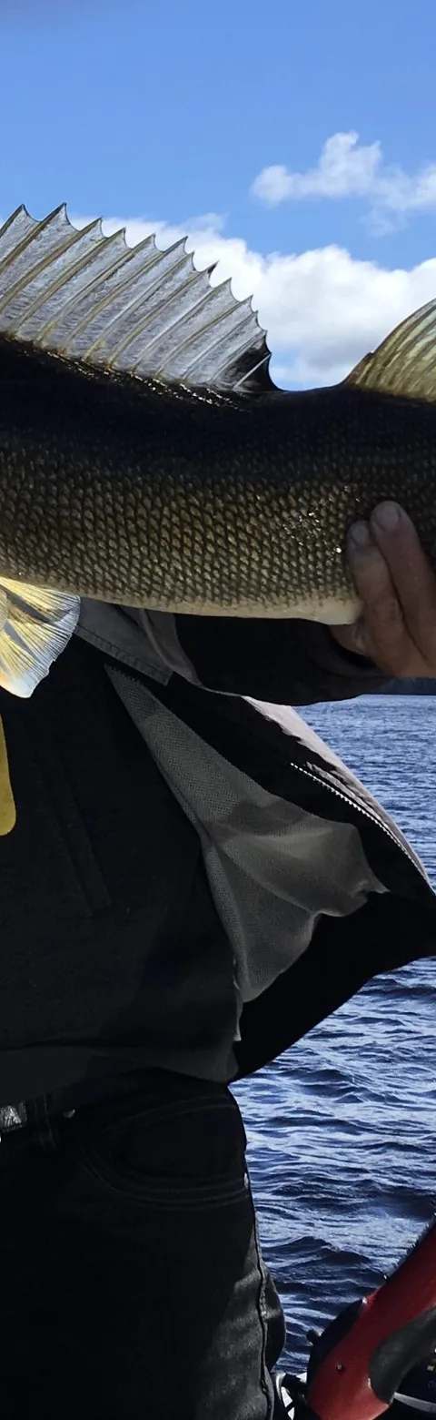 Belle prise de doré au réservoir Baskatong chez Chez Rainville - Camping Union Baskatong, Outaouais, Québec