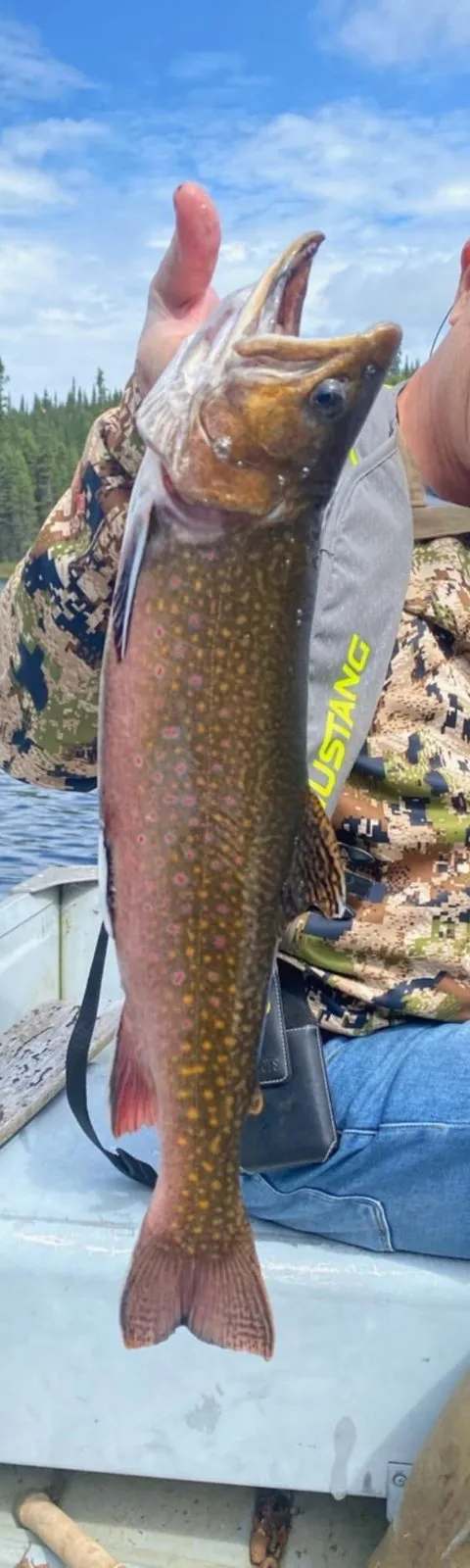 Pêche Truite mouchetée chez Pourvoirie du Lac Choquette, Mauricie, Québec