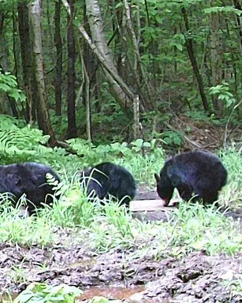 Hunting Black bear at Bryson Lake Lodge, Outaouais, Quebec