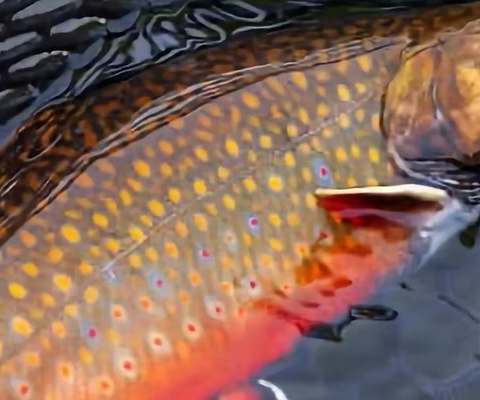 Fishing Brook trout at Domaine du Lac Kergus, Côte-Nord, Quebec — photo 3