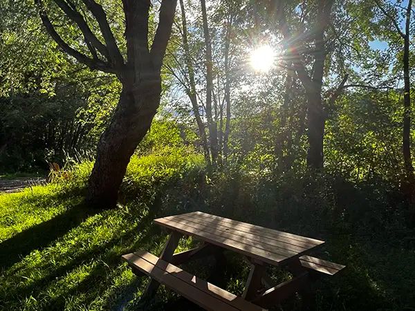 A picnic table is set up outside near the cabin, in a wooded setting.