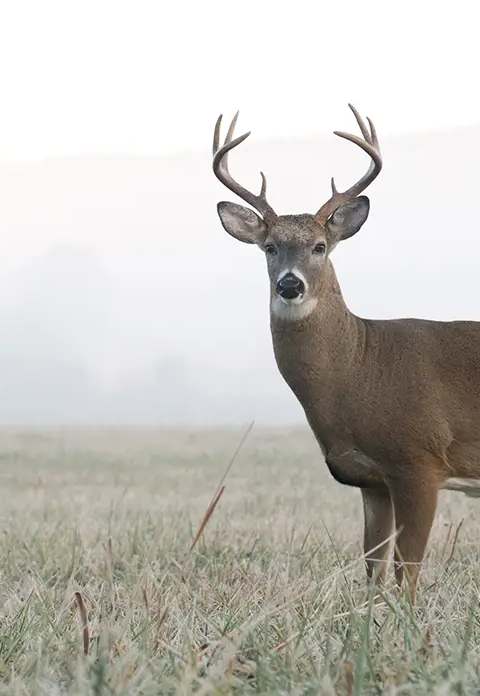 White-tailed deer in its natural habitat at Escapade Kiamika, Laurentides, Quebec