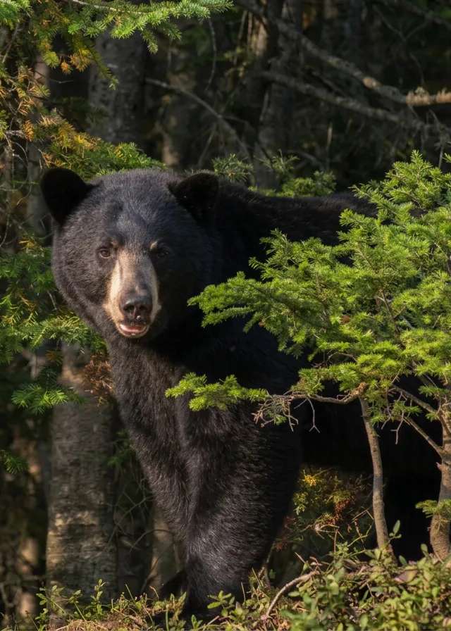 Photo of Grand Chelem Aventure in Abitibi-Témiscamingue, QC