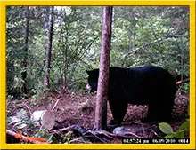 Black bear at the bait site at Grand Chelem Aventure, Abitibi-Témiscamingue, Quebec