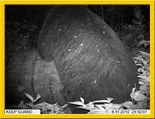 Black bears observed at the bait station at Grand Chelem Aventure, Abitibi-Témiscamingue, Quebec