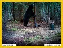 Black bear in the forest near the hunting site at Grand Chelem Aventure, Abitibi-Témiscamingue, Quebec