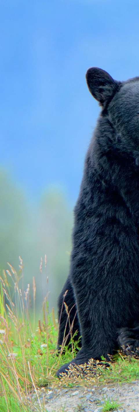 Chasse à l'ours noir au printemps en Haute-Mauricie chez La Pourvoirie du Lac Lareau, Mauricie, Québec