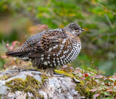 Chasse au petit gibier à l'automne chez La Pourvoirie du Lac Lareau, Mauricie, Québec