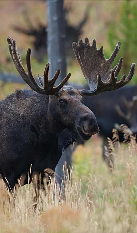 Chasse à l'orignal en forêt chez La Pourvoirie du Lac Lareau, Mauricie, Québec