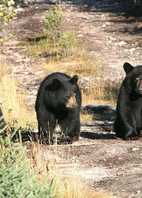 Chasse Ours noir chez La Pourvoirie du Lac Moreau, Charlevoix, Québec