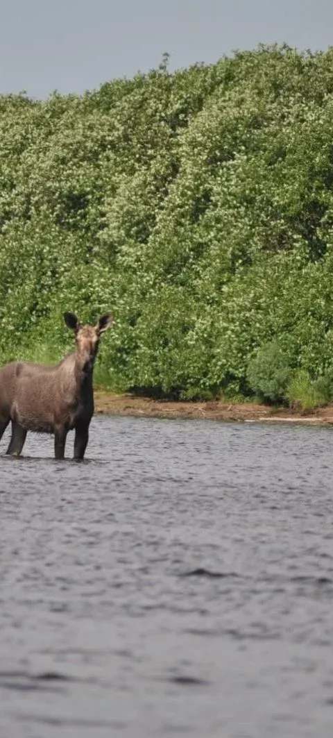 Chasse Orignal chez La Pourvoirie du Lac Moreau, Charlevoix, Québec