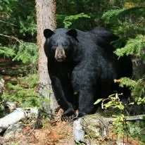 Chasse Ours noir chez La Pourvoirie du Lac Moreau, Charlevoix, Québec — photo 2