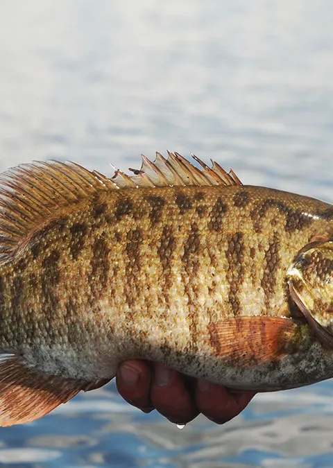 Fishing Smallmouth bass at Réserve Beauchêne, Abitibi-Témiscamingue, Quebec