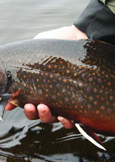 Fishing Brook trout at Réserve Beauchêne, Abitibi-Témiscamingue, Quebec — photo 3