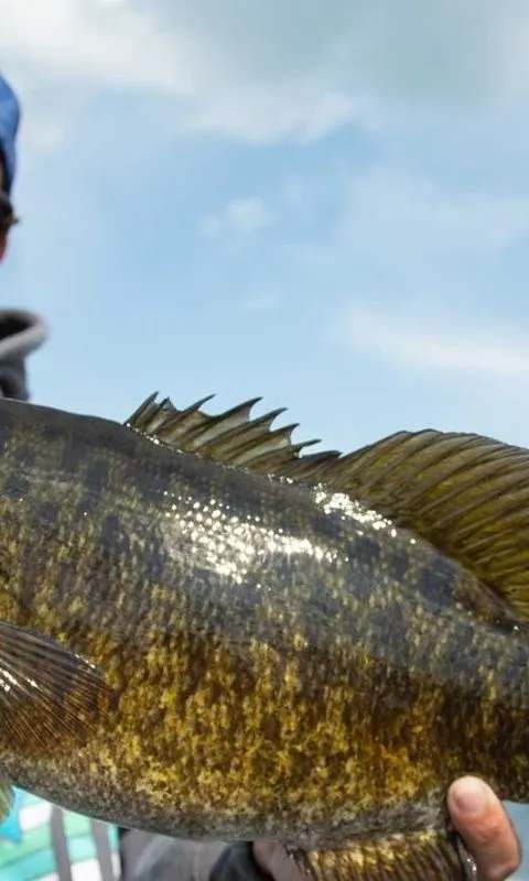 Fishing Smallmouth bass at Réserve Beauchêne, Abitibi-Témiscamingue, Quebec — photo 2