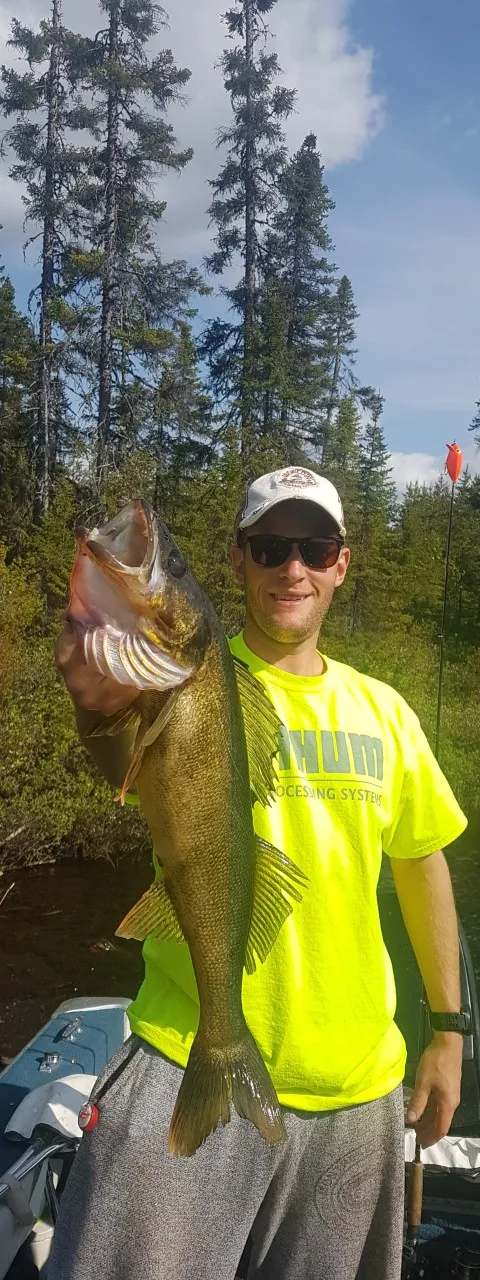 Belle prise de doré jaune chez Pourvoirie Camp Cooper, Eeyou Istchee Baie-James, Québec
