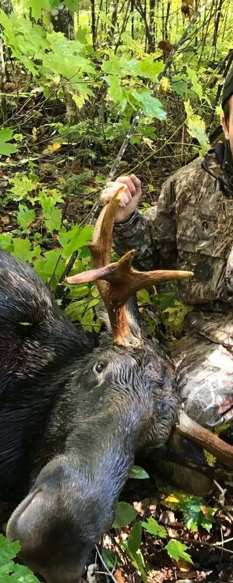 Hunting Moose at Pourvoirie Cockanagog, Laurentides, Quebec