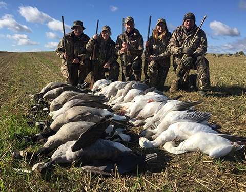 Hunting Snow goose at Pourvoirie Destination le Mirage, Centre-du-Québec, Quebec