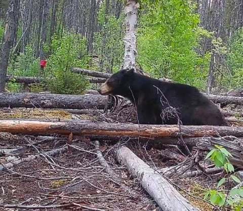 Hunting Black bear at Pourvoirie du Lac à l'Ours Blanc, Mauricie, Quebec