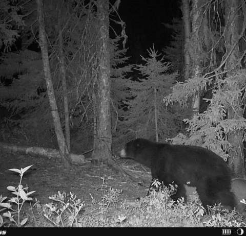 Hunting Black bear at Pourvoirie du Lac à l'Ours Blanc, Mauricie, Quebec — photo 2