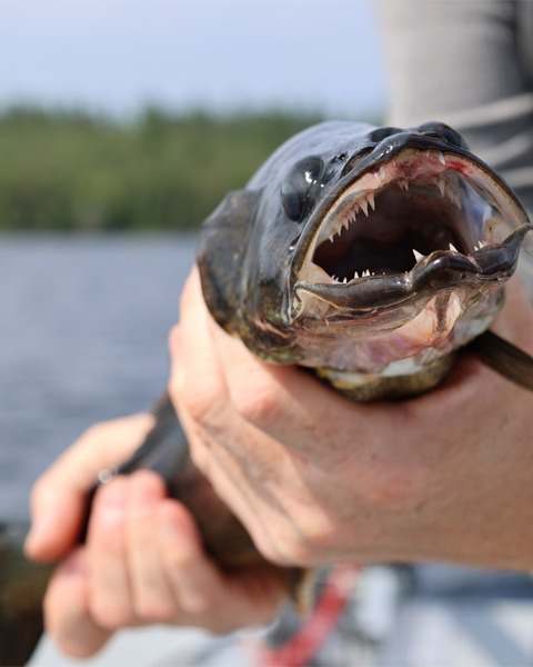 Pêche Brochet chez Pourvoirie du Lac Matchi-Manitou, Abitibi-Témiscamingue, Québec — photo 2