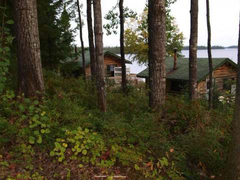 Our rustic log cabins are located by the water, surrounded by the forest.