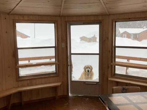Vue intérieure d'un chalet lumineux avec un chien qui attend devant la porte.