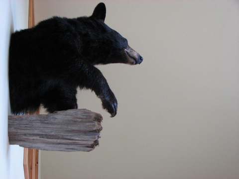 CONDO - THE BEAR SUITE – Pourvoirie Fer à Cheval