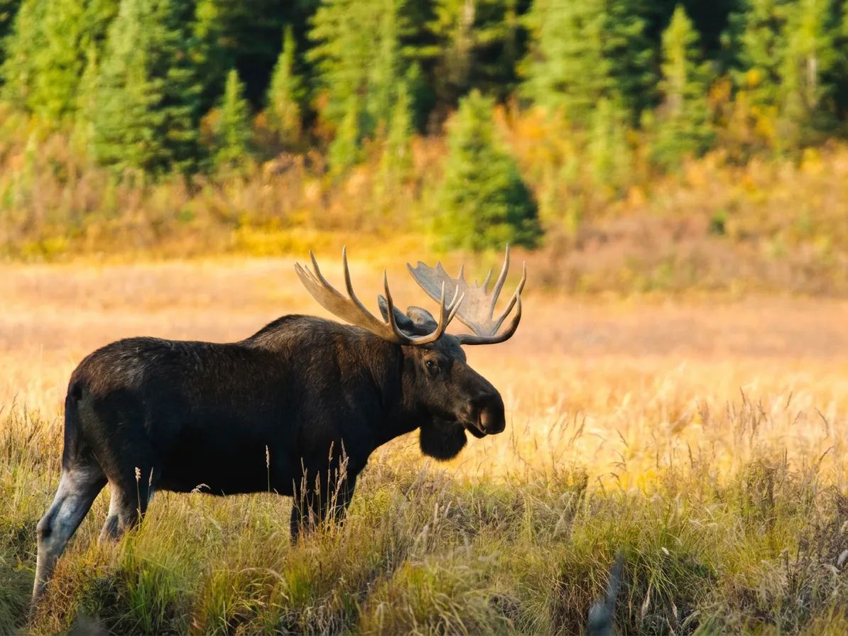 Photo of Pourvoirie Fer à Cheval in Laurentides, QC