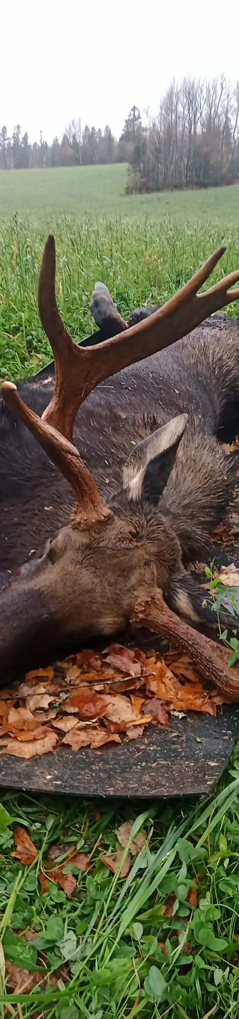 Moose hunting at the outfitter at Pourvoirie Fournier Plein Air, Gaspésie et Îles-de-la-Madeleine, Quebec