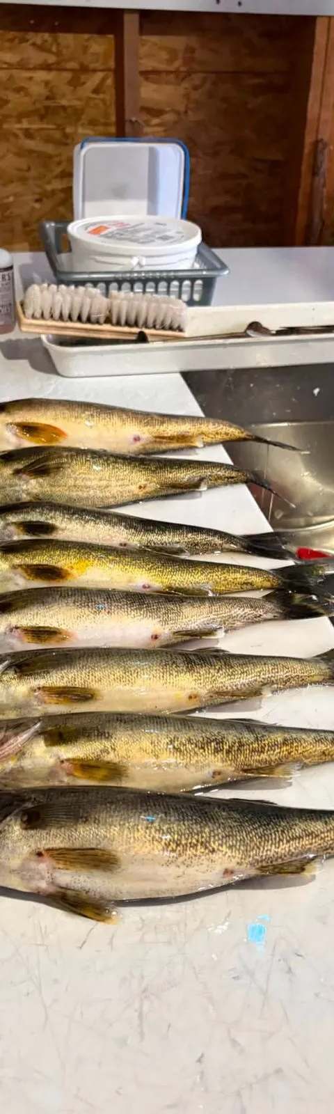 Pêche Doré chez Cedar Valley Lodge, Abitibi-Témiscamingue, Québec — photo 3