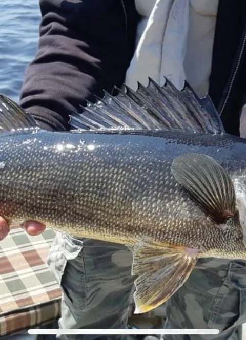 Great walleye catch at the outfitter at Pourvoirie Lac du Repos, Lanaudière, Quebec