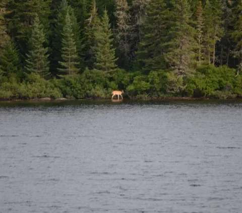Daily catches on the territory at Pourvoirie Lac du Repos, Lanaudière, Quebec