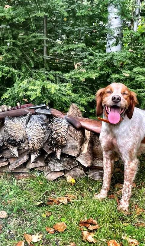Partridge hunting in the forest at Pourvoirie Lac du Repos, Lanaudière, Quebec
