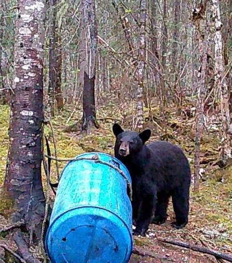Black bear at a bait site at Pourvoirie Lac du Repos, Lanaudière, Quebec