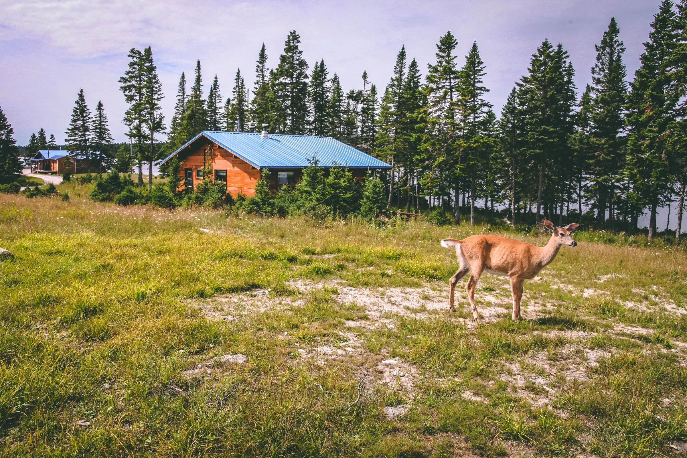 A deer stands near our wooden cabins surrounded by the forest.