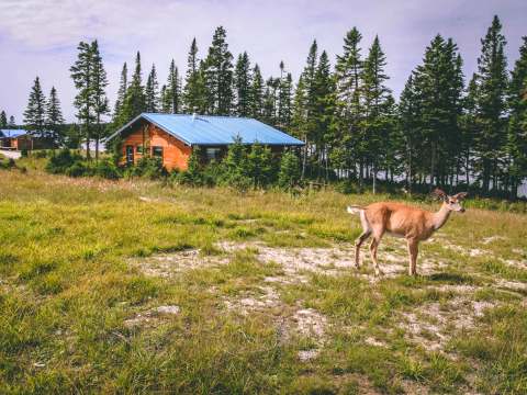 A deer stands near our wooden cabins surrounded by the forest.