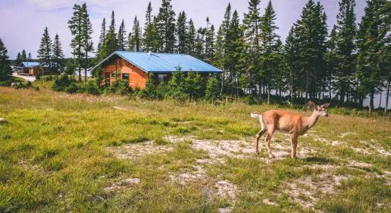 View of the cabins surrounded by forest with a deer on the grounds.