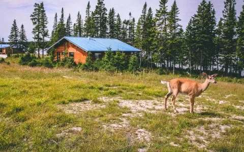 View of the cabins surrounded by forest with a deer on the grounds.