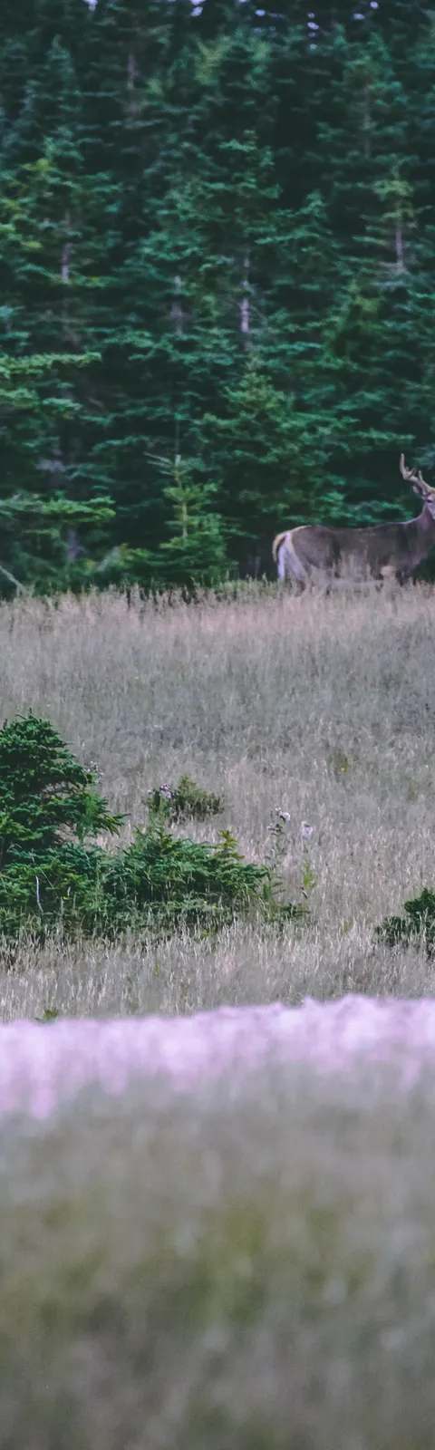 Hunter active on the Anticosti territory at Pourvoirie Lac Geneviève d'Anticosti, Côte-Nord, Quebec
